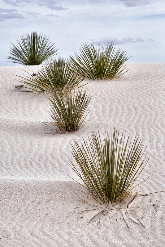 White Sands