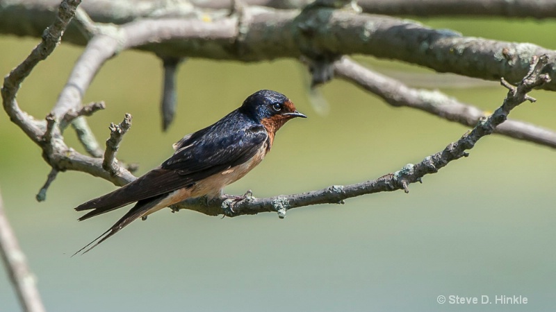 Barn Swallow