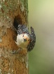 RB Woodpecker com...