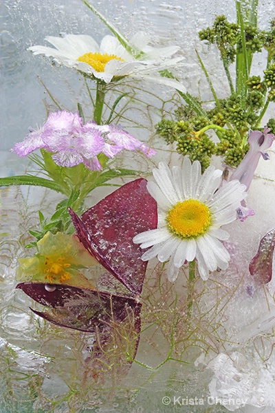 Daisies and oxalis in ice