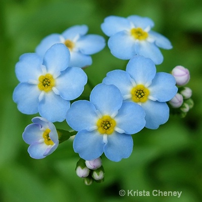 Forget-me-nots - ID: 14564139 © Krista Cheney