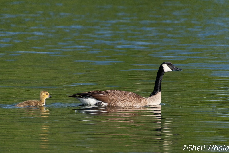 Mama Goose and Baby