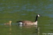 Mama Goose and Ba...