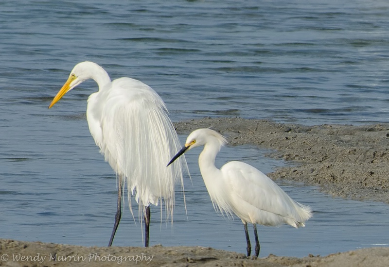 Great White and Snowy Egret