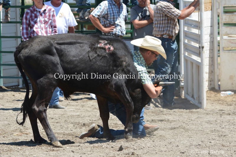 ujra parent rodeo 2014  8  - ID: 14564278 © Diane Garcia