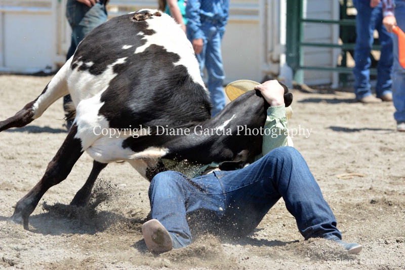 ujra parent rodeo 2014  16  - ID: 14564286 © Diane Garcia