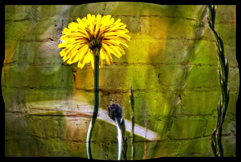Wall-flower