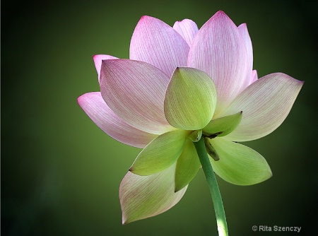Zen flower