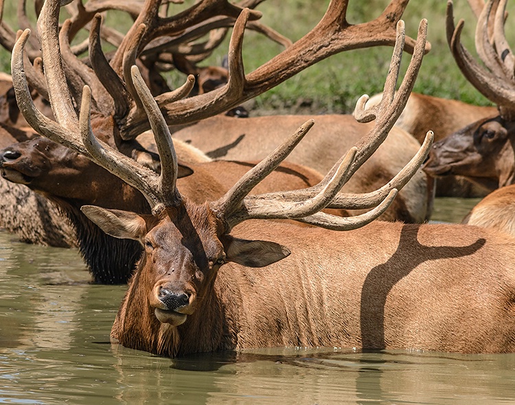 Cooling Off On A Hot Summer Day