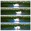 Swan 