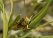Little Grasshoppe...