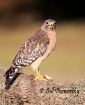 Red Shouldered Ha...