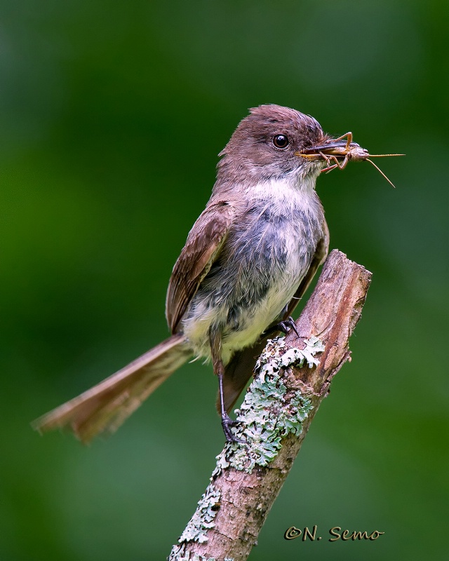 Eastern Phoebe with Grasshopper.