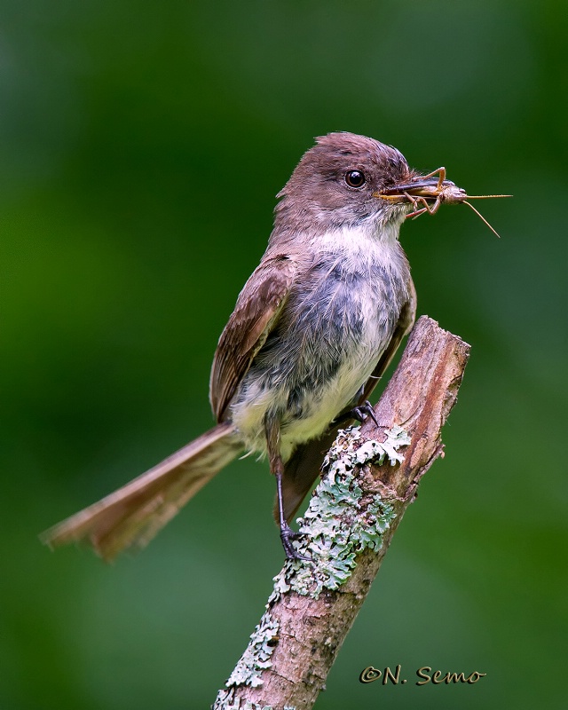 Eastern Phoebe with Grasshopper.