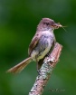 Eastern Phoebe wi...
