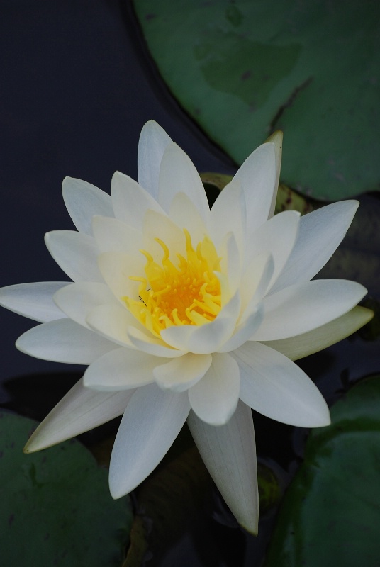 White Waterlily 5