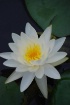 White Waterlily 5