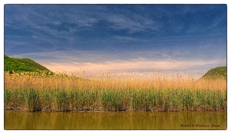 Afternoon on the Marsh