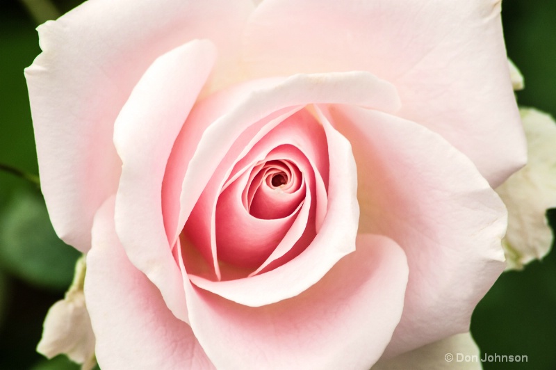 Pink LG Rose