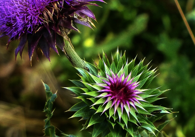 Thistle Bud