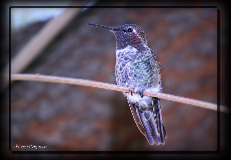 ~ Colorfull Hummer ~ - ID: 14566689 © Trudy L. Smuin