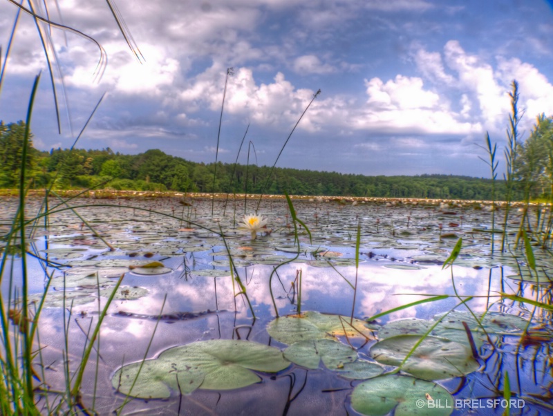 LILLY PADS