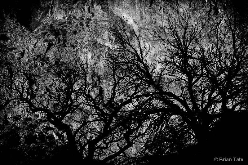 Trees Silhouette B&W