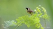   A Warbler In Hi...