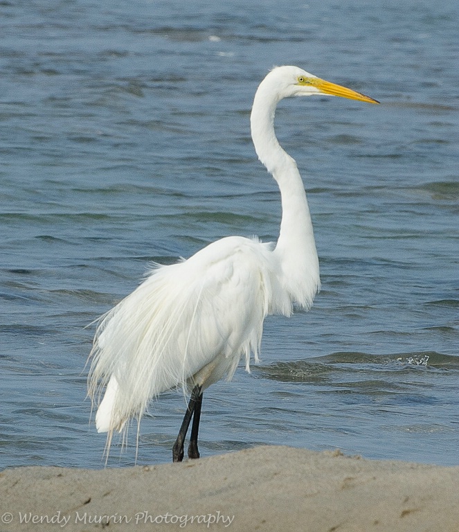 Great Egret posing