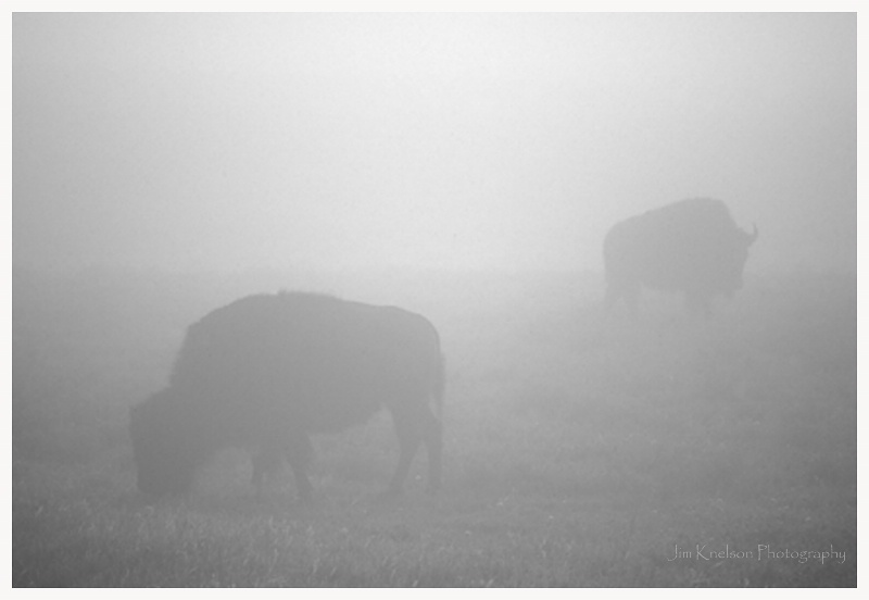 Bison - ID: 14567337 © Jim D. Knelson
