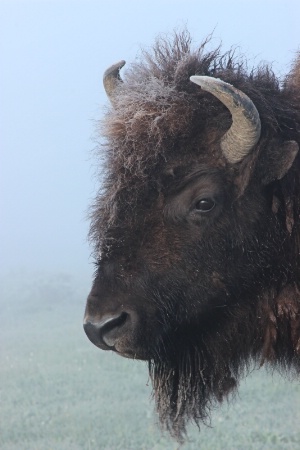 Frost on the Bison
