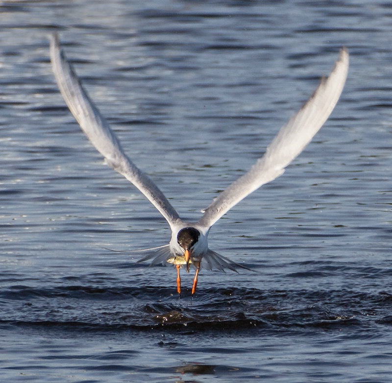 Common Tern With Catch    