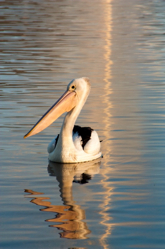 Pelican