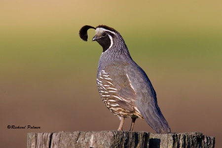 California Quail