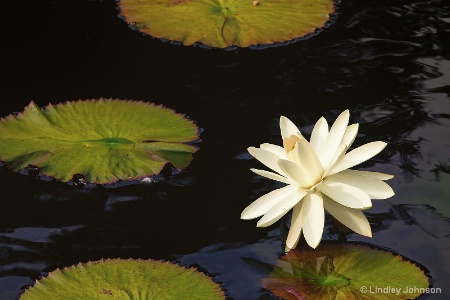 Water Lily