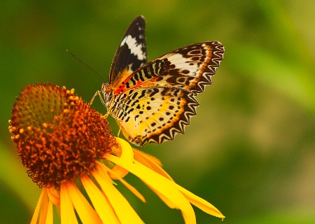 Butterfly Tiptoe
