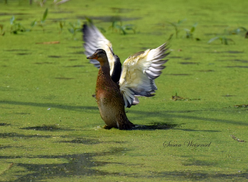 The Mallard with the Angel Wings