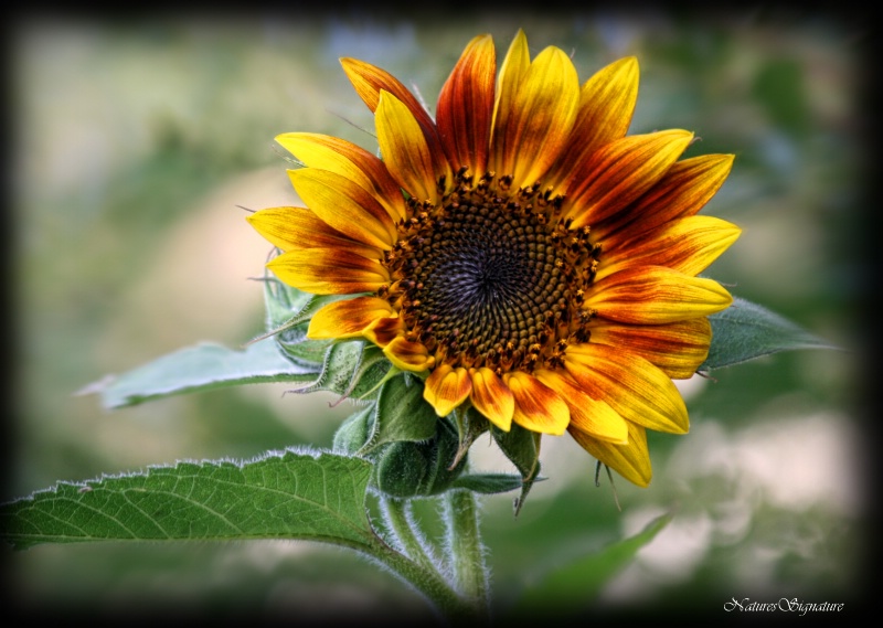 ~ I Love Sunflowers ~