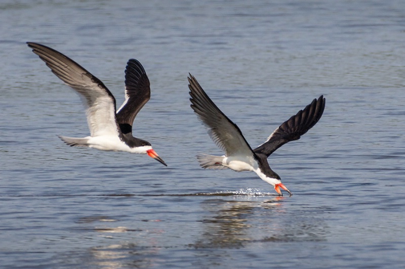 Black Skimmer and His Wingman    
