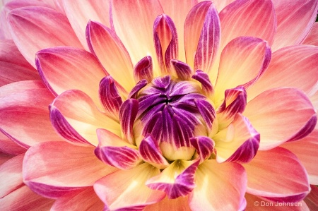 Another Colorful Dahlia