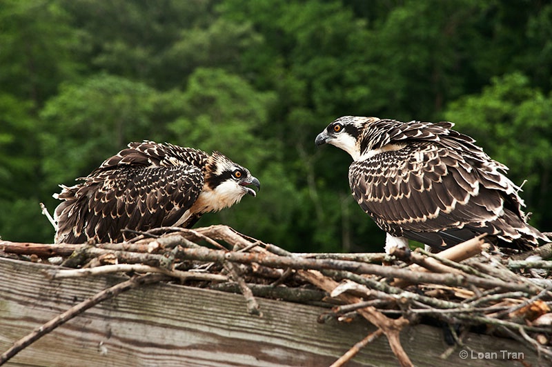 Osprey Chicks - ID: 14568754 © Loan Tran