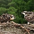 © Loan Tran PhotoID # 14568754: Osprey Chicks