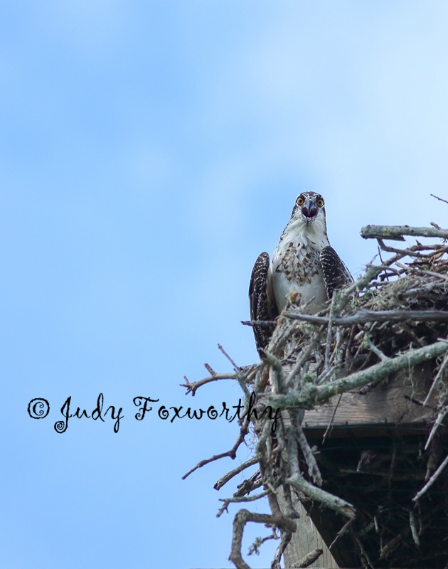 Osprey In Nest Sounding Off