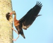 Duck Climbing Tre...