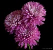 3 chrysanthemums