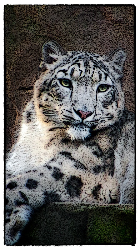 Snow Leopard