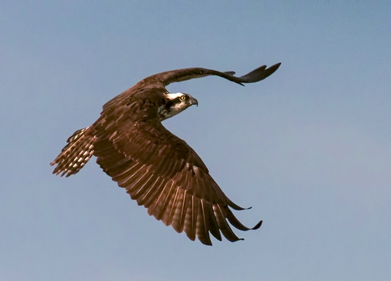 Graceful Osprey      