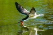 Black Skimmer