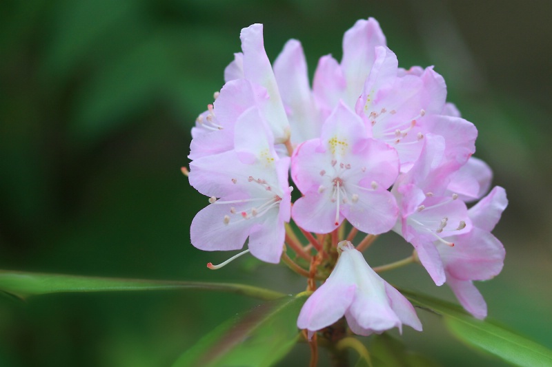 lakeside rhododendron