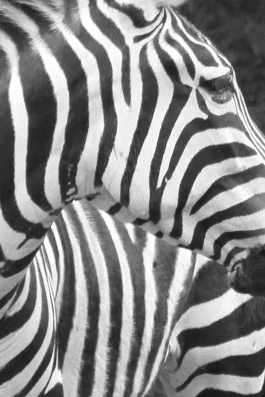 black & white stripes 